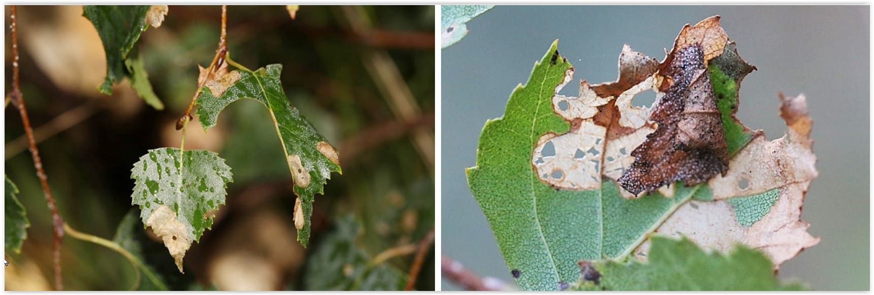 Edwin de Weerd en Rik Wever